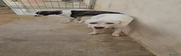 Meticcio cani in regalo: Kinder: dolcissimo cerca nuova famiglia  - Annuncio 12