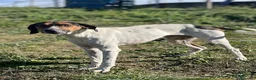 Meticcio cani in regalo: TWIST vagava in cerca di cibo a Provincia di Forlì-Cesena - Annuncio 3