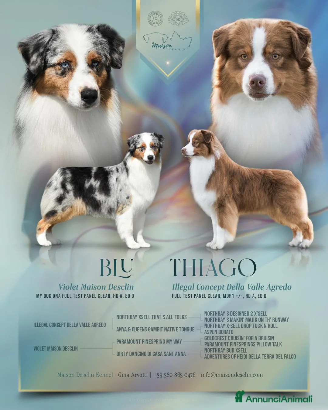 Australian Shepherd cani in vendita: Cuccioli pastore australiano  - Annuncio 2