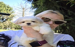 Maltese cani in vendita: Cuccioli di Maltese  a Provincia di Padova - Immagine 6