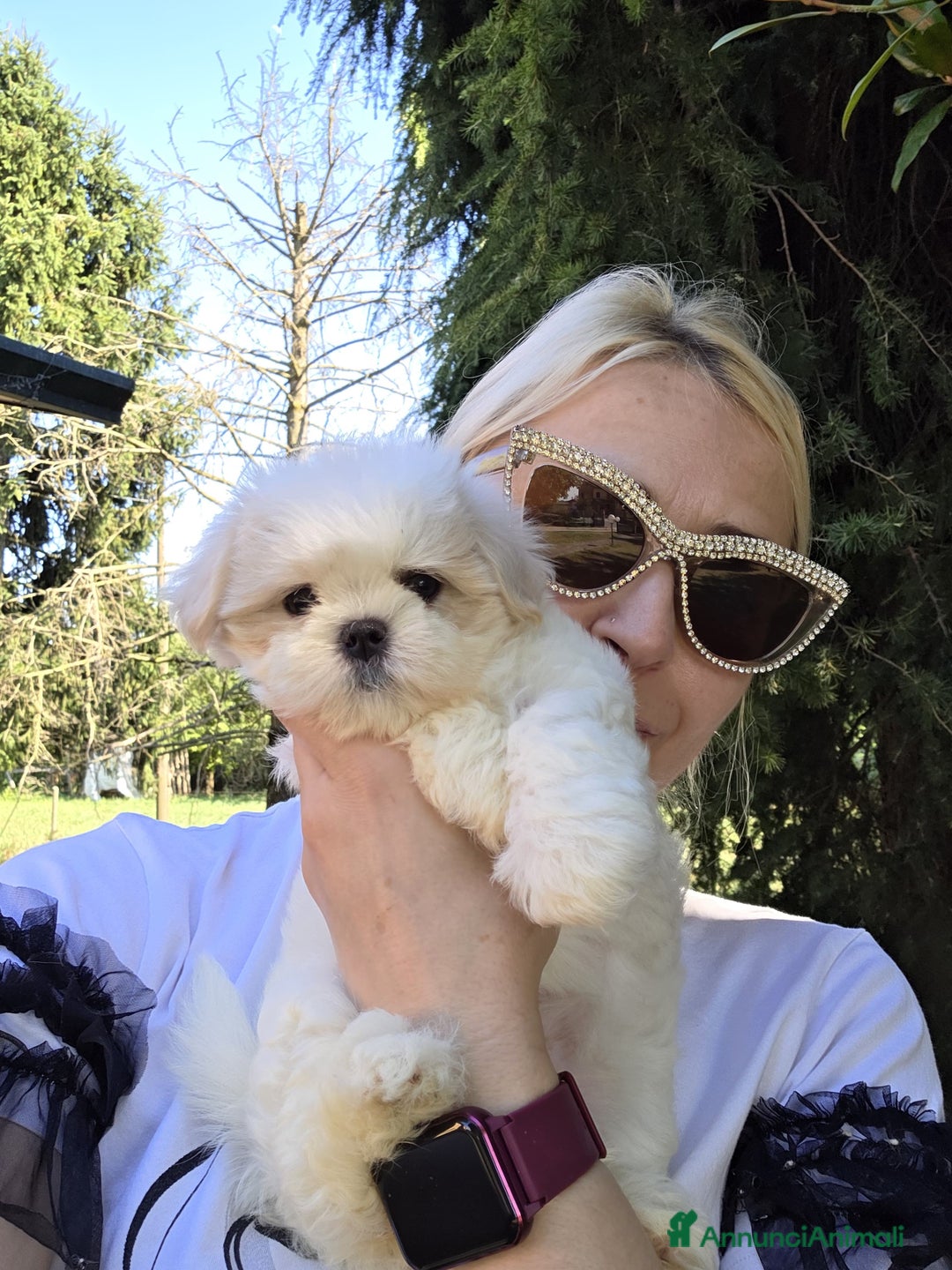 Maltese cani in vendita: Cuccioli di Maltese  a Provincia di Padova - Immagine 6