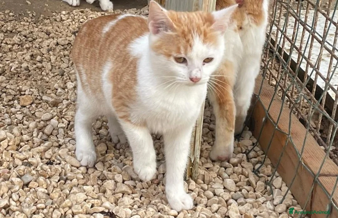 Meticcio gatti in regalo: KANGA e POOH - Annuncio 2