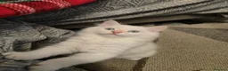 Siberiano gatti in vendita: CUCCIOLO SIBERIANO CON PEDIGREE - Annuncio 5