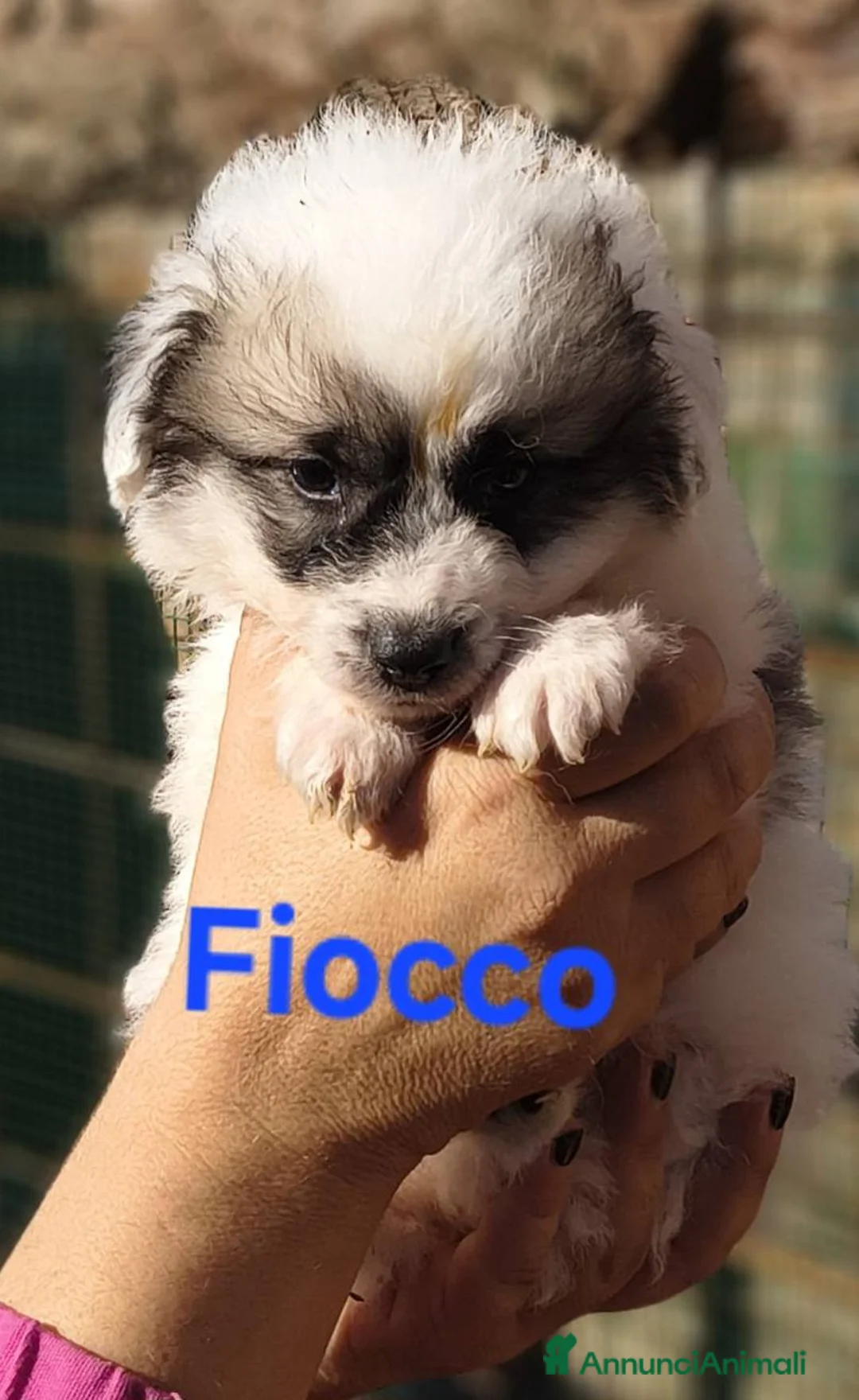 Meticcio cani in regalo: Pandoro Pallino TorroncinoFioccoLuceCannellaStella - Annuncio 2