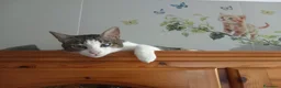 Europeo gatti in regalo: MICKY, affettuoso micio da adottare! - Annuncio 3
