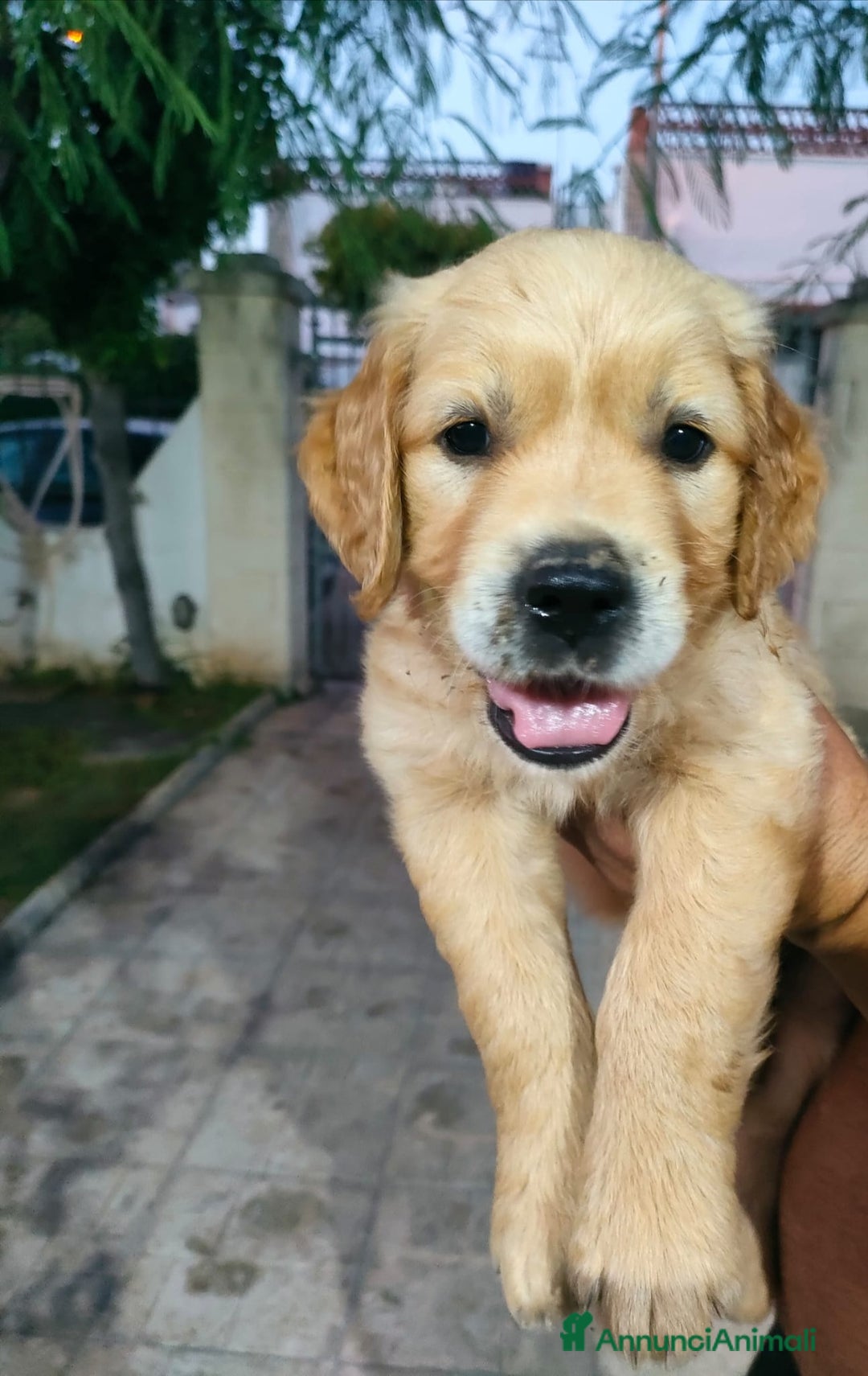 Golden Retriever cani in vendita: Cuccioli di Golden Retriever PRENOTAZIONE - Annuncio 5