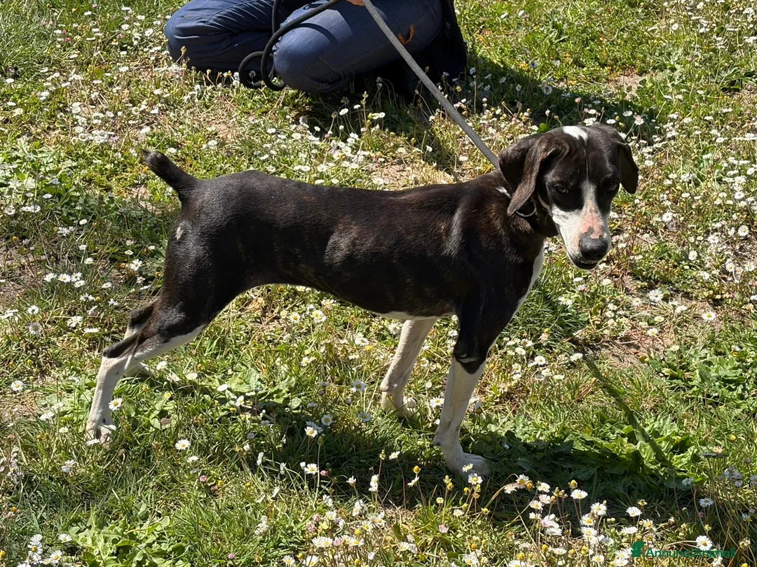 Meticcio cani in regalo: LA DOLCE RUGHETTA HA BISOGNO DI UNA CASA - Annuncio 4