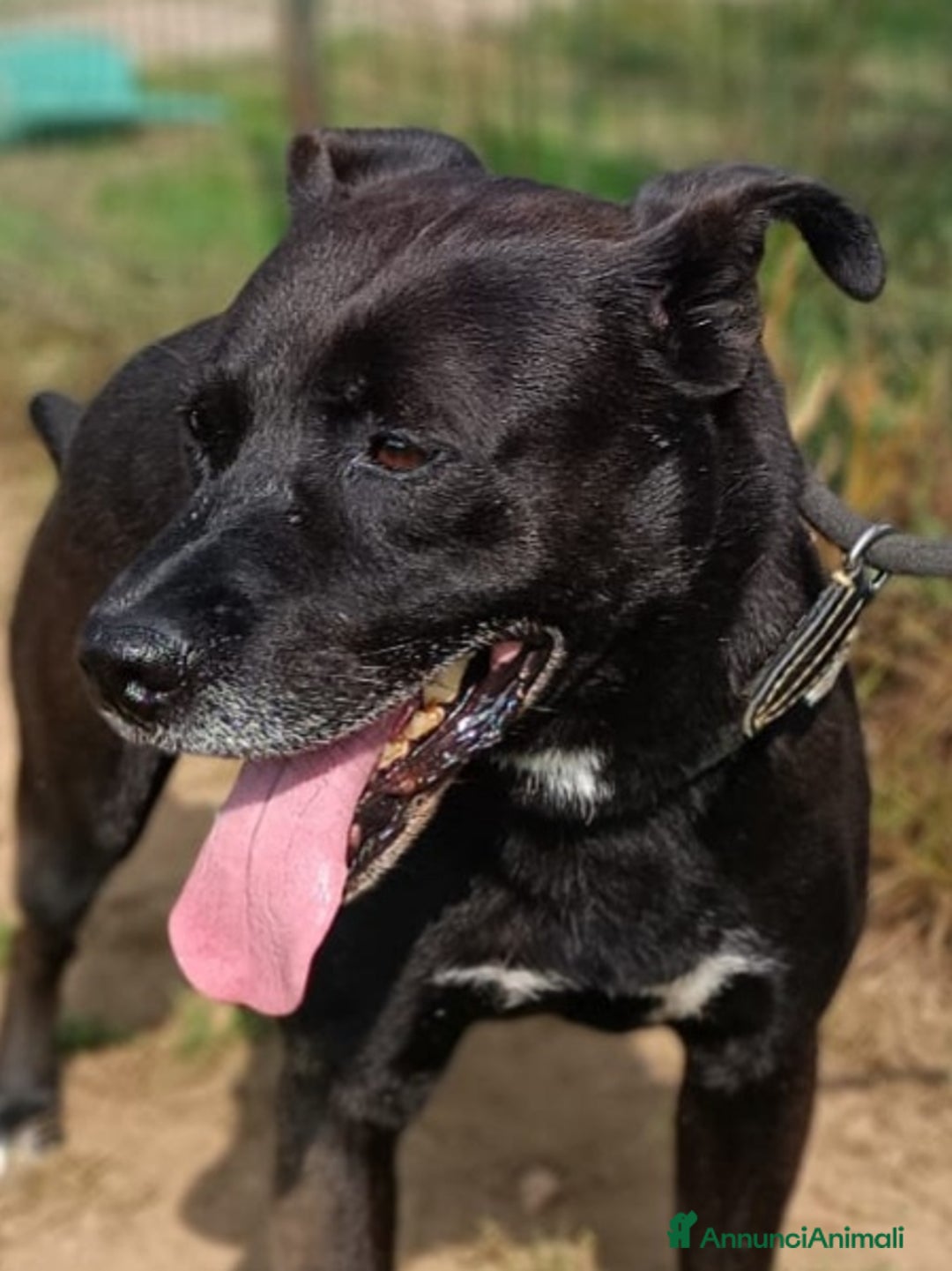 Pitbull cani in regalo: Boris, impossibile non innamorarsi di lui  - Annuncio 2