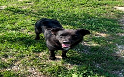 Meticcio cani in regalo: Mango a Provincia di Treviso - Immagine 8