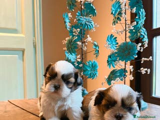 Shih Tzu cani CUCCIOLI SHIHTZU CON PEDIGREE ENCI - Annuncio 9