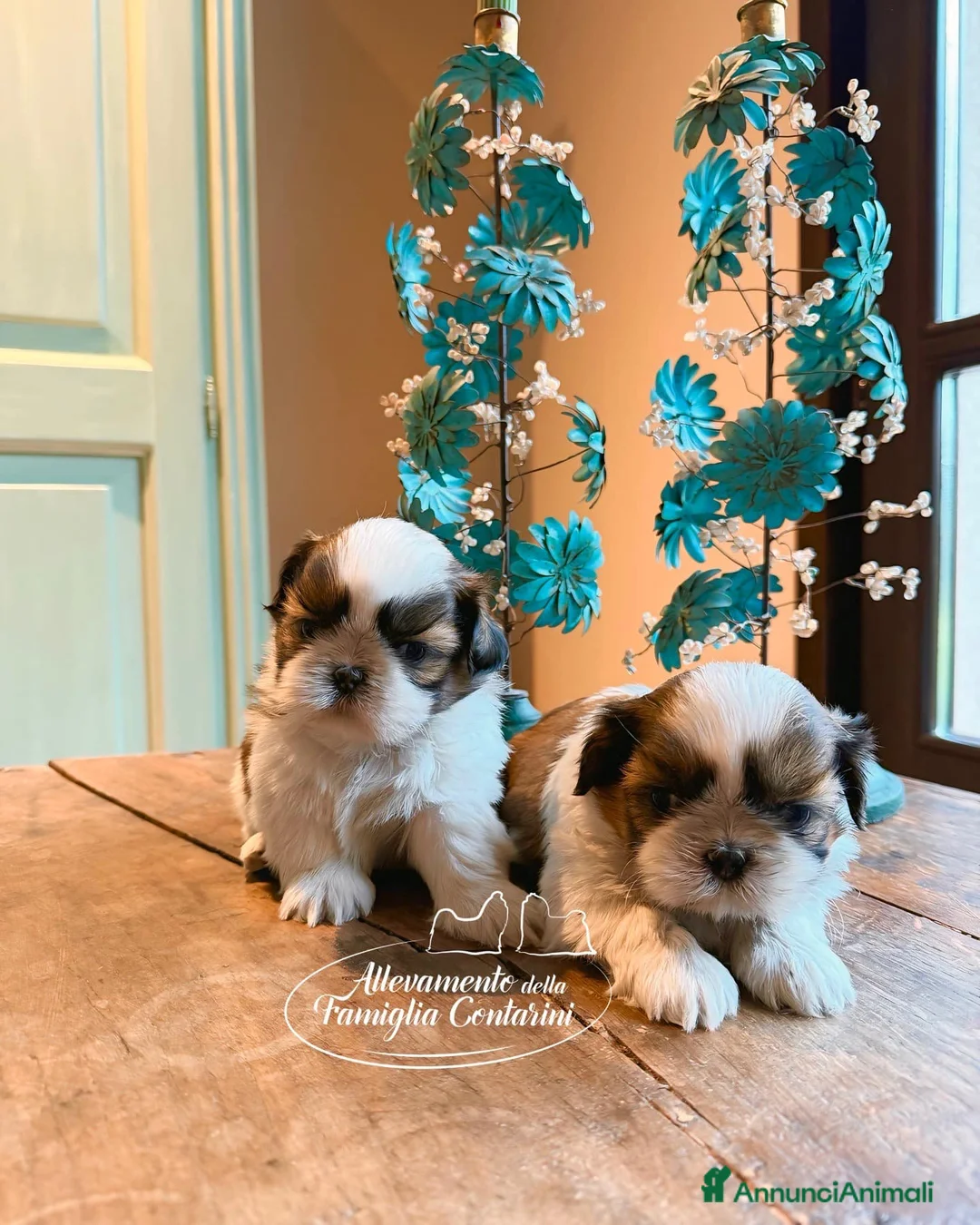 Shih Tzu cani in vendita: CUCCIOLI SHIHTZU CON PEDIGREE ENCI - Annuncio 1