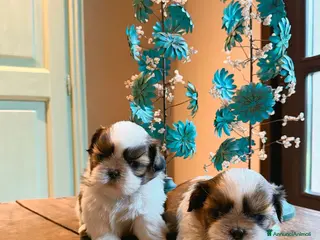 Shih Tzu cani CUCCIOLI SHIHTZU CON PEDIGREE ENCI - Annuncio 8