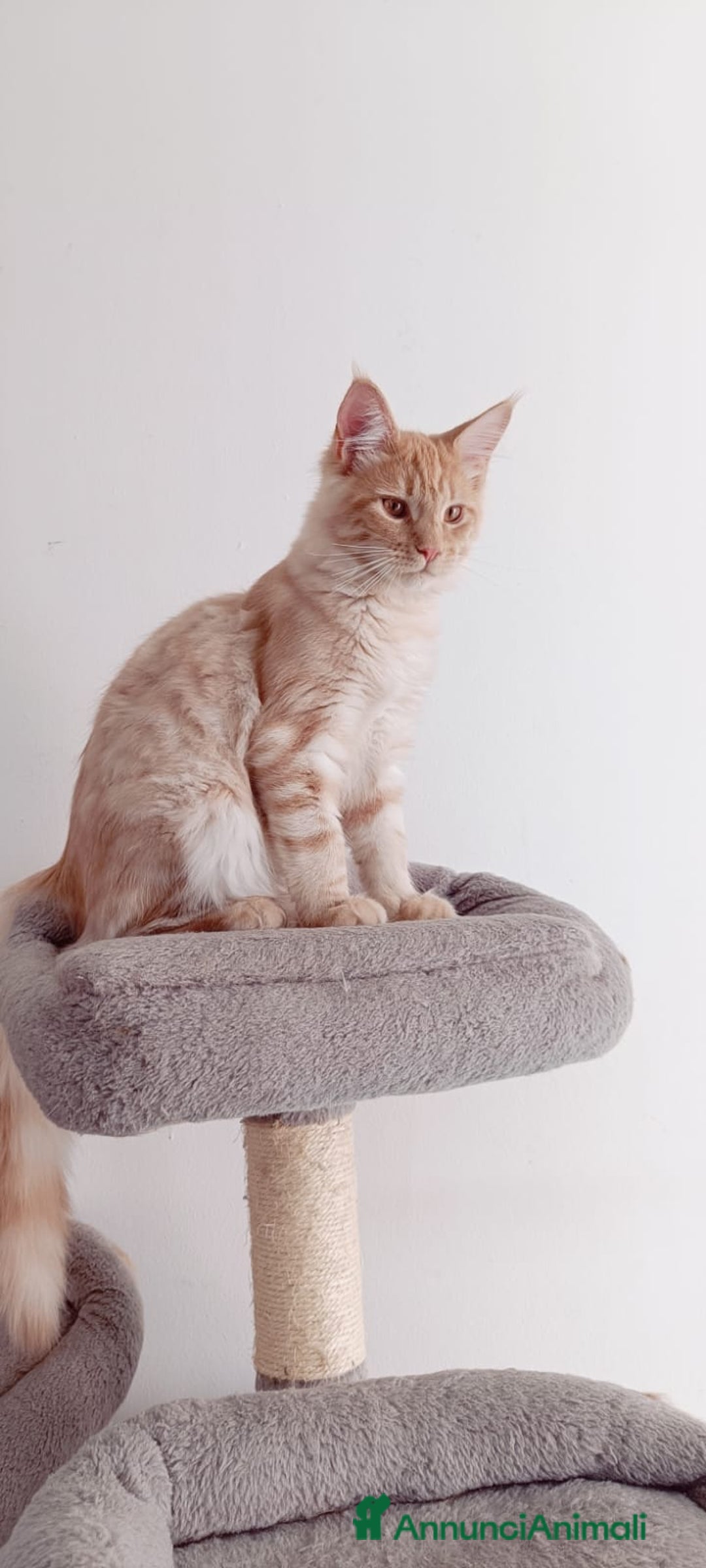 Maine Coon gatti in vendita:  Maine Coon pedigree ANFI senza limitazioni  - Annuncio 17