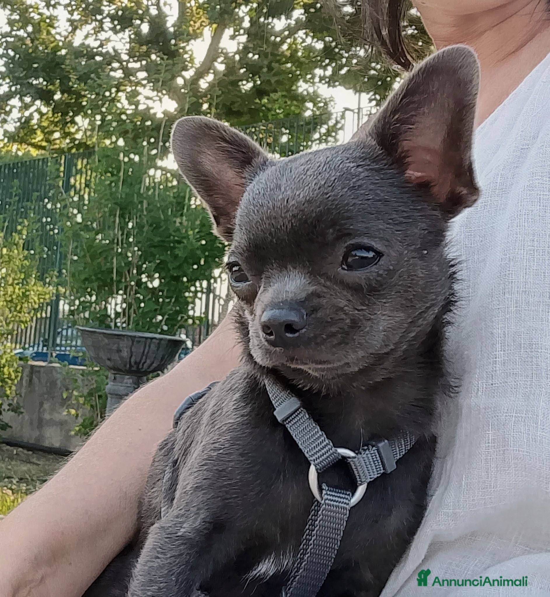 Chihuahua cani Chihuahua pedigree ENCI  - Annuncio 5