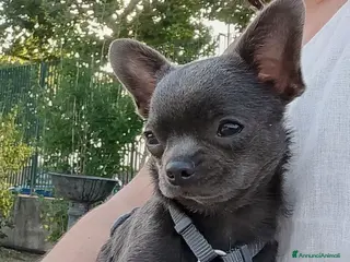 Chihuahua cani Chihuahua pedigree ENCI - Annuncio 3
