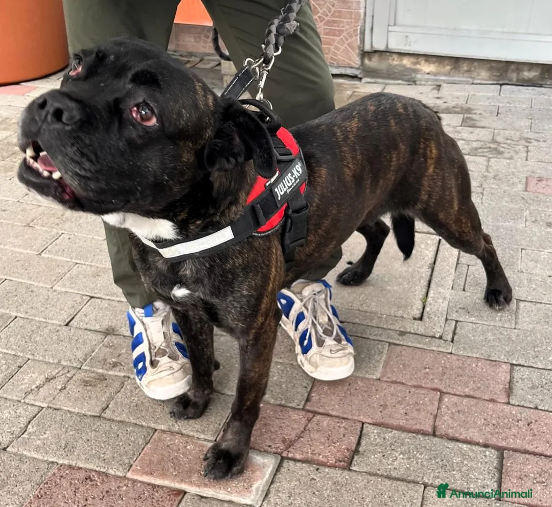 Meticcio cani in regalo: CHERRY BOXER - Annuncio 3