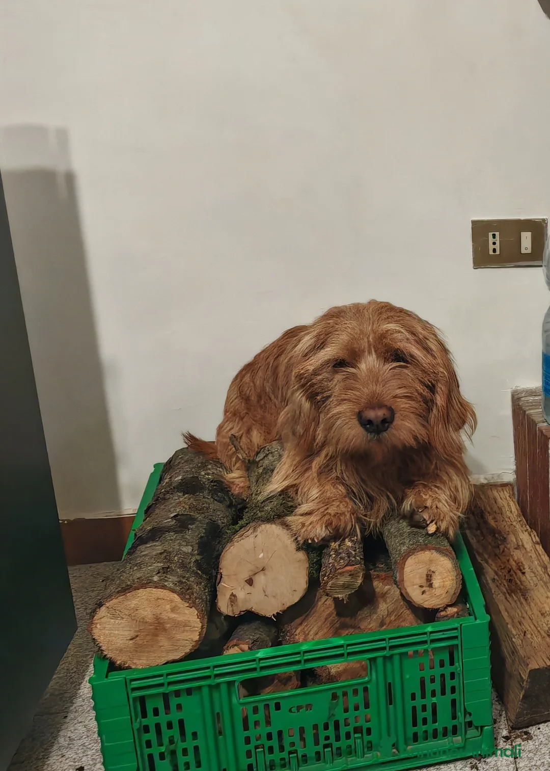 Basset Fauve De Bretagne cani per accoppiamento: Bassett fauve de bretagne per accoppiamento - Annuncio 2