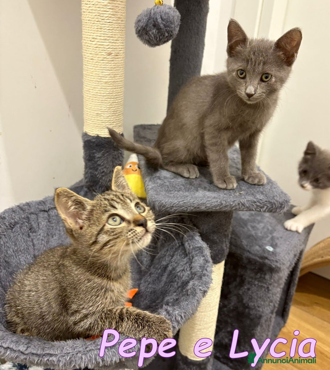 Certosino gatti in regalo:  ADOZIONE DI COPPIA  - Annuncio 3