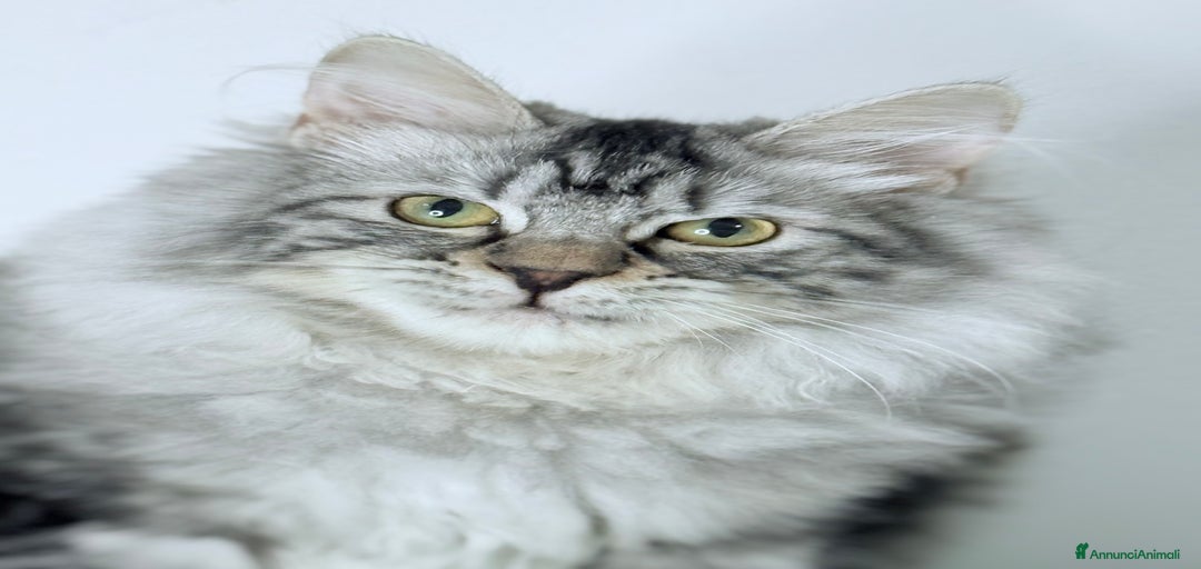 Immagine della galleria {{count}}