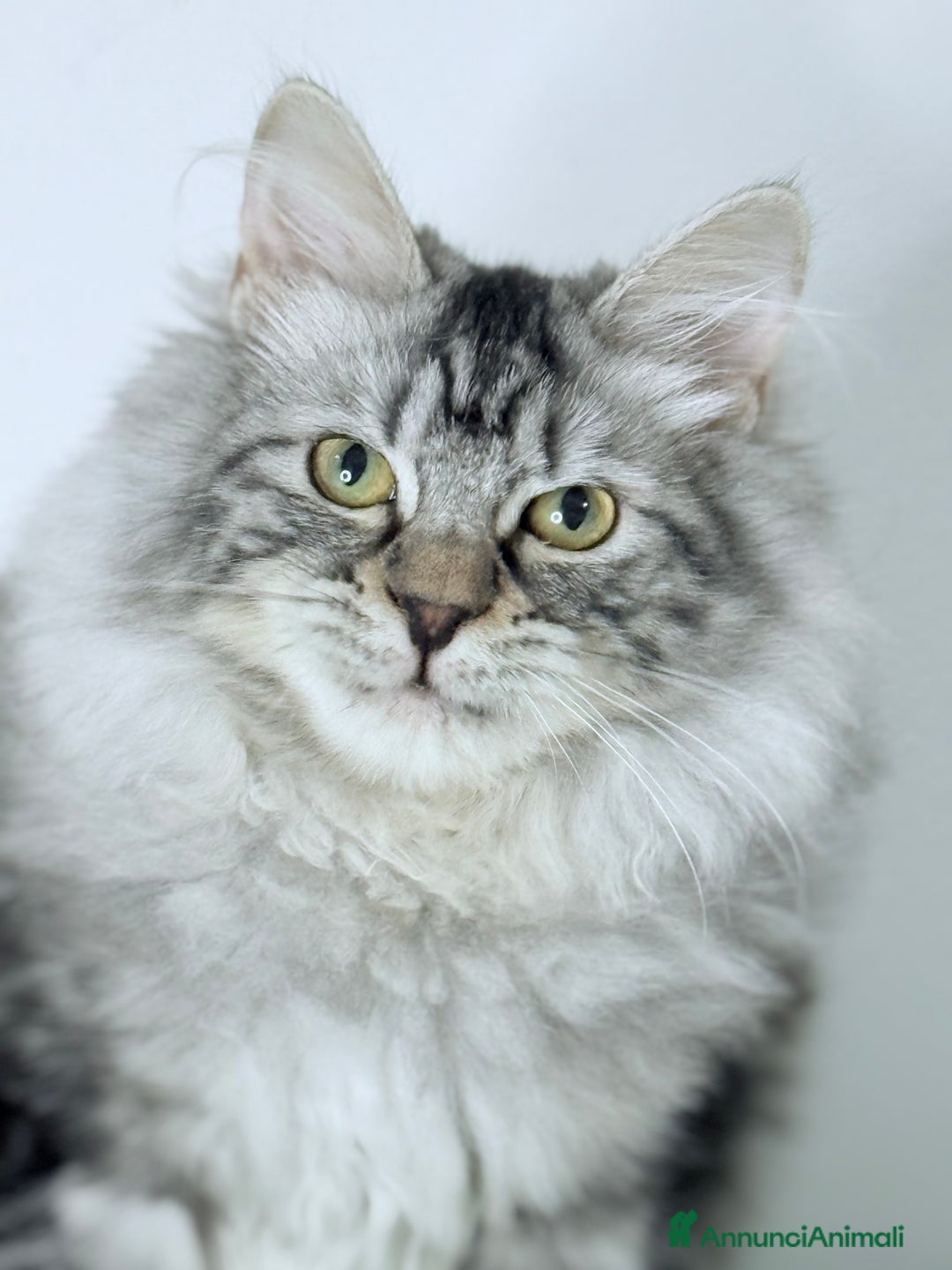 Immagine della galleria {{count}}