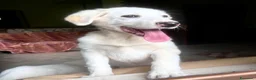 Meticcio cani in regalo: Cucciole 3 mesi e mezzo vaccinate - Annuncio 3
