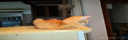Maine Coon gatti in vendita: Dolcissimi cuccioli di Maine Coon xxl - Annuncio 8