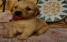 Golden Retriever cani in vendita: Golden retriever americano  - Annuncio 1