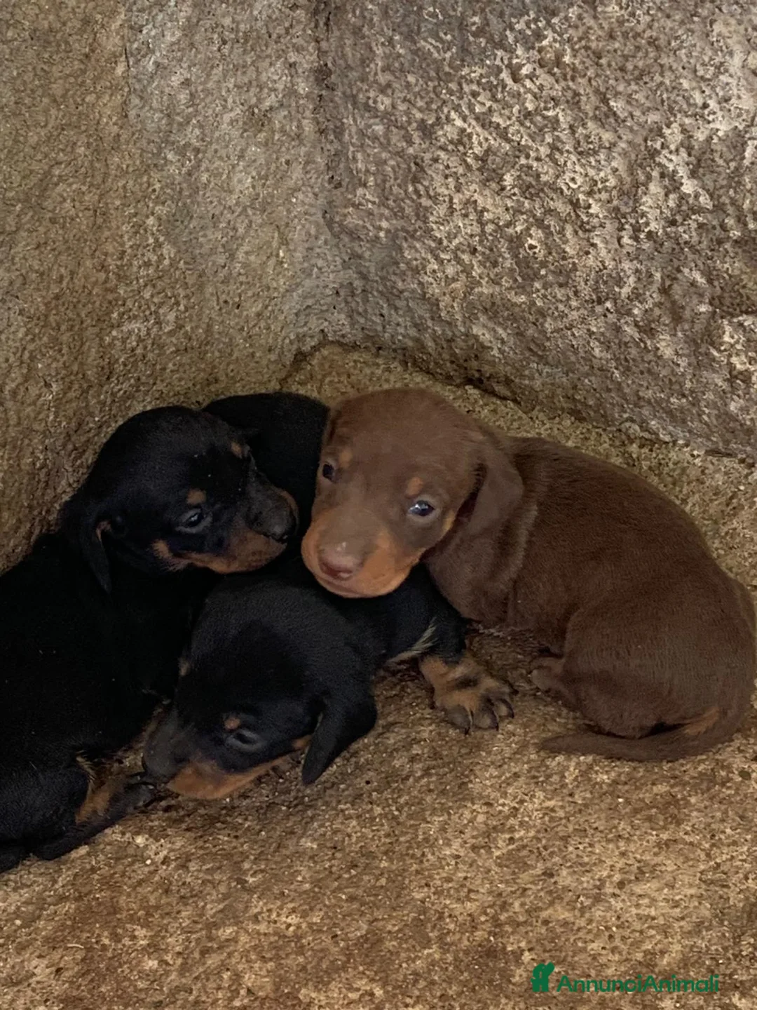 Bassotto cani in vendita: Vendita bassotto a Provincia di Cosenza - Annuncio 1