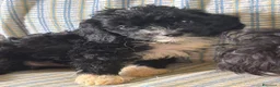 Cavapoo cani in vendita: Cucciolo di Cavapoo - Annuncio 2