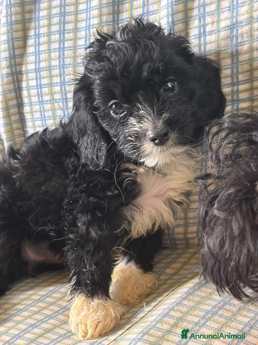 Cavapoo cani in vendita: Cucciolo di Cavapoo - Annuncio 2