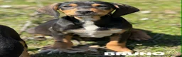 Meticcio cani in regalo: 5 CUCCIOLI simpaticissimi e coccoloni in canile! - Annuncio 10