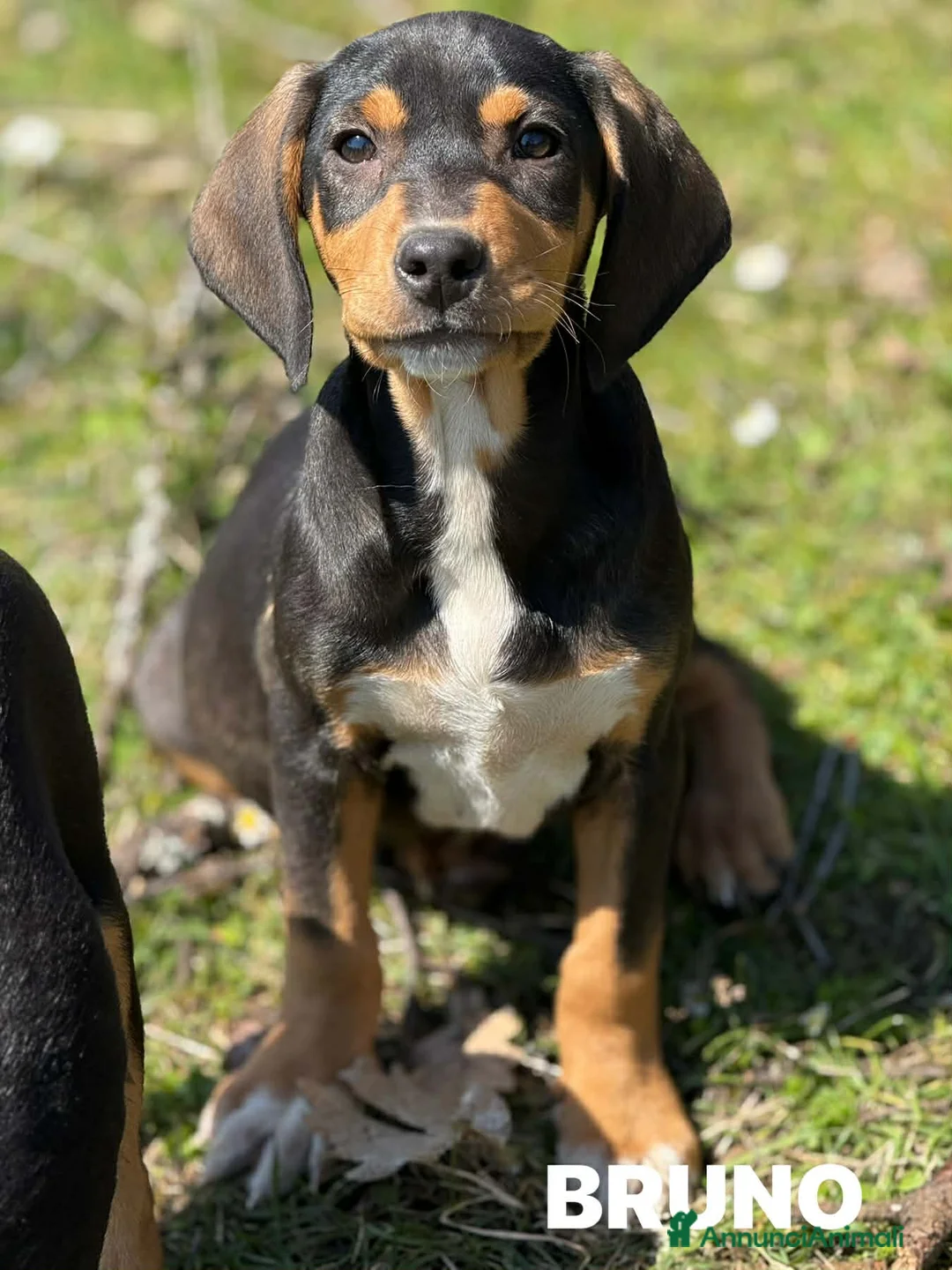 Meticcio cani in regalo: 5 CUCCIOLI simpaticissimi e coccoloni in canile! - Annuncio 10