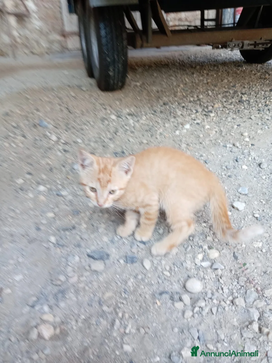 Europeo gatti in regalo: cuccioli gatto e mamma cercano casa❤️ - Annuncio 2