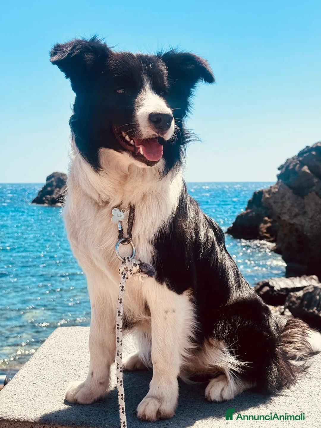 Border Collie cani in vendita: Cuccioli maschi di Border Collie con pedigree ENCI - Annuncio 1