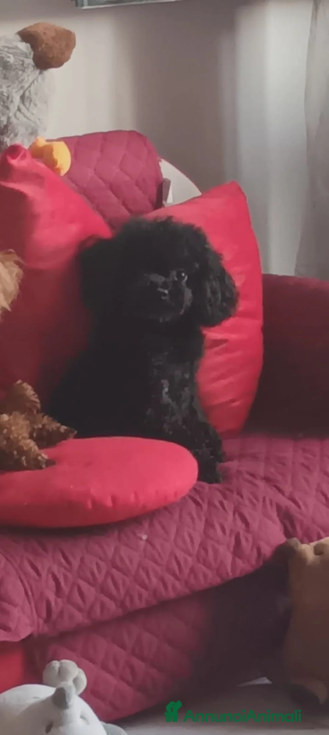 Barboncino cani in vendita: Barboncino mini toy asiatico  - Annuncio 2