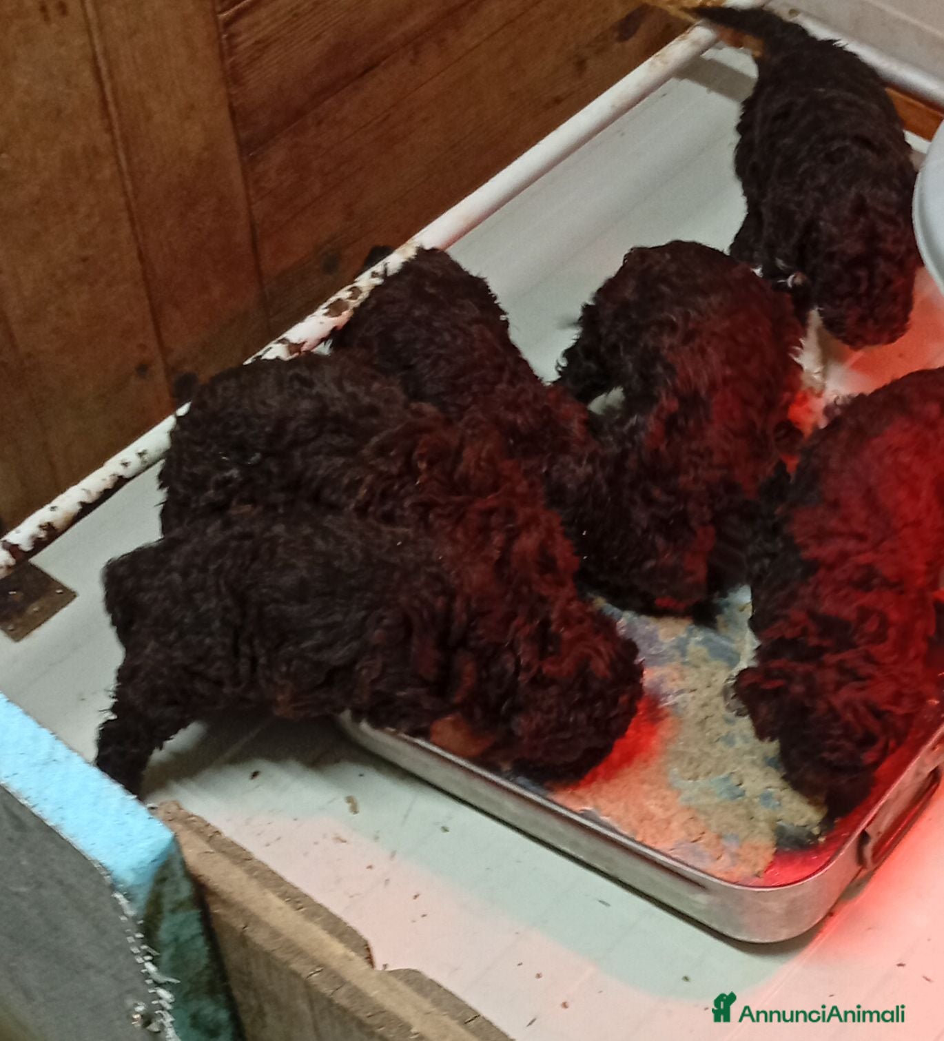 Lagotto cani Lagotto cuccioli con Pedigree - Annuncio 1