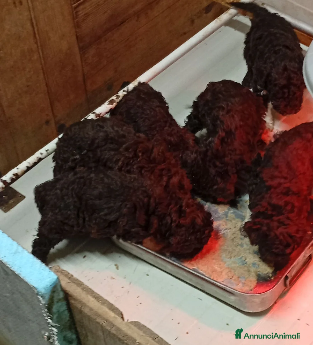 Lagotto cani in vendita: Lagotto cuccioli con Pedigree - Annuncio 1