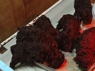 Lagotto cani Lagotto cuccioli con Pedigree - Annuncio 1