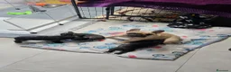 Bulldog Francese cani in vendita: Cuccioli di Bulldog Francese Bringee con pedigree a Città Metropolitana di Torino - Annuncio 2