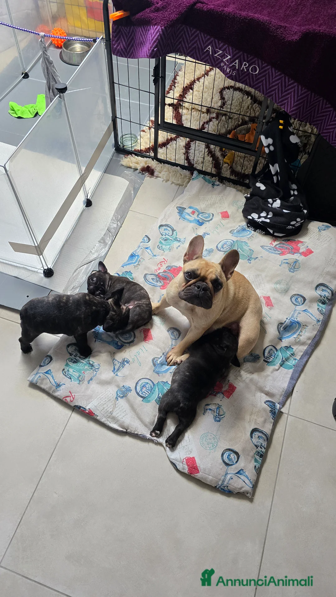 Bulldog Francese cani in vendita: Cuccioli di Bulldog Francese Bringee con pedigree a Città Metropolitana di Torino - Annuncio 2