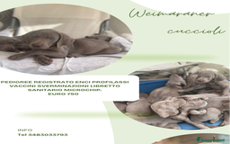 Weimaraner cani in vendita: Cuccioli Weimaraner pubblicita segugio a Provincia di Padova - Immagine 3