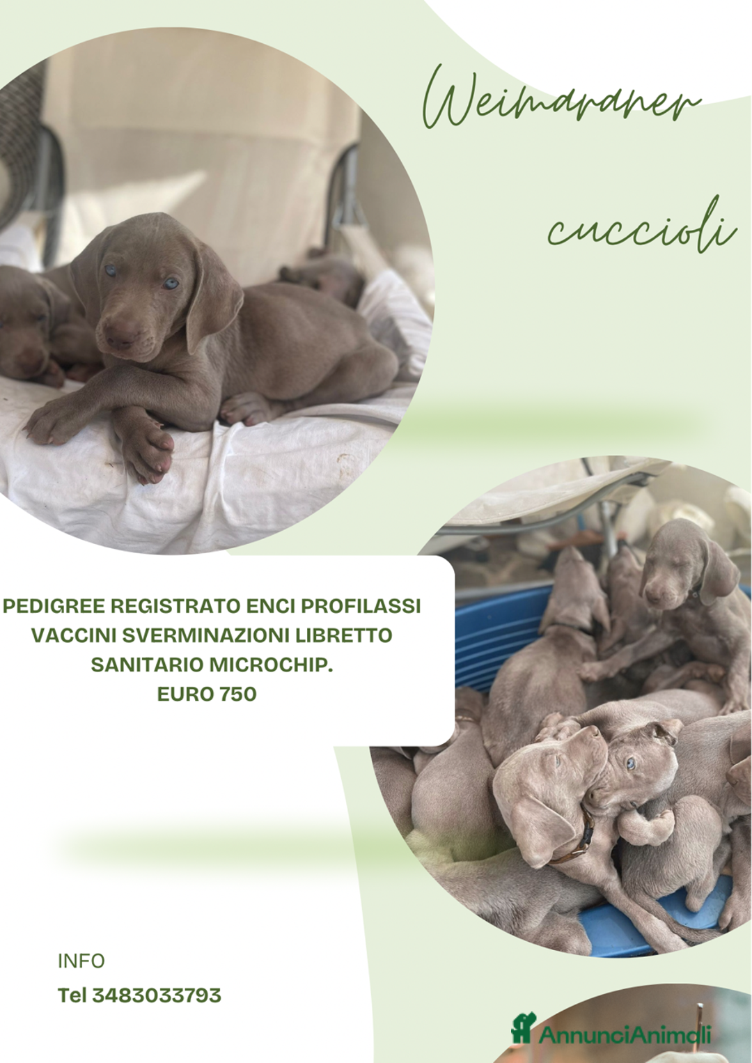 Weimaraner cani in vendita: Cuccioli Weimaraner pubblicita segugio a Provincia di Padova - Immagine 3