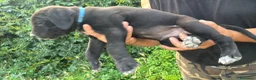 Cane Corso cani in vendita: Cuccioli di Cane Corso manto nero - Annuncio 11