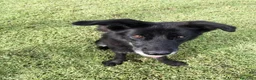 Meticcio cani in regalo: GILDA, un cuore un'anima - Annuncio 5