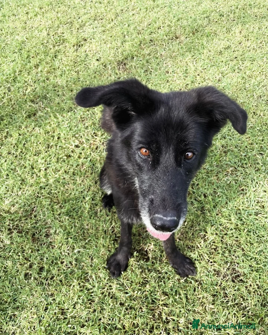 Meticcio cani in regalo: GILDA, un cuore un'anima - Annuncio 5