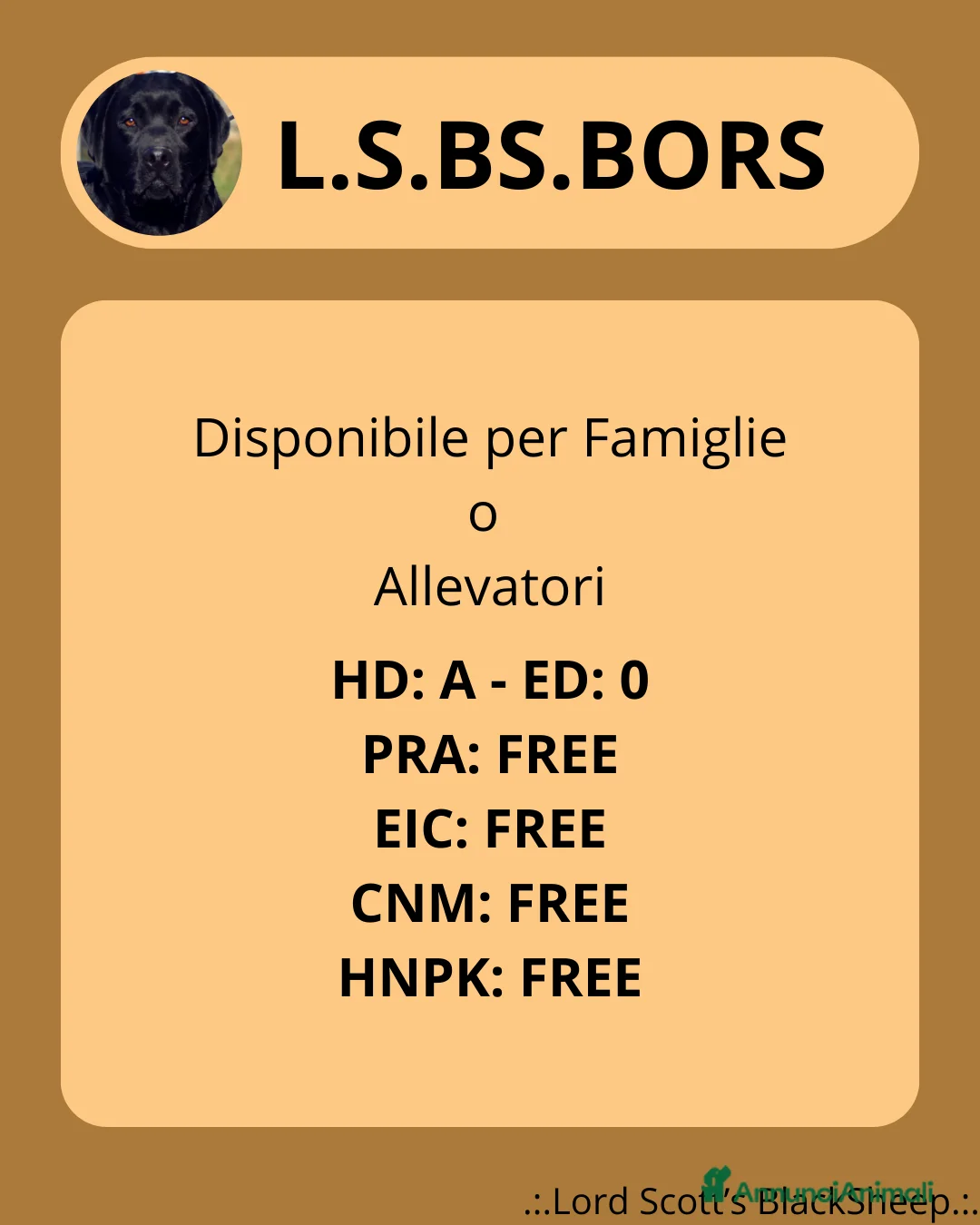 Labrador cani in vendita: Maschio adulto di Labrador - Annuncio 3