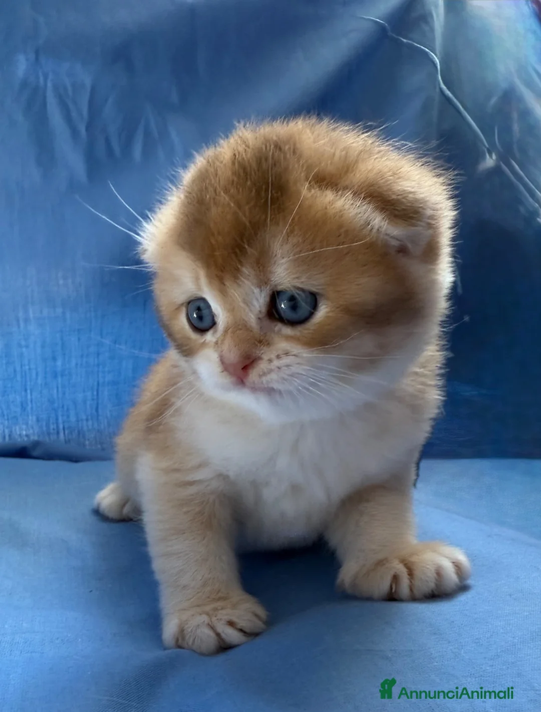 Scottish gatti in vendita: Splendidi cuccioli Scottish Fold e Straight - Annuncio 39