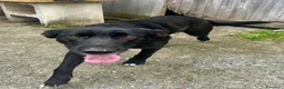 Meticcio cani in regalo: Skitty - Annuncio 5