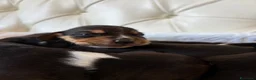 Beagle cani in vendita: cuccioli di beagle a Provincia di Barletta-Andria-Trani - Annuncio 7