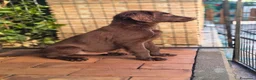 Flat Coated cani in vendita: Cuccioli flat coated retriever  - Annuncio 6
